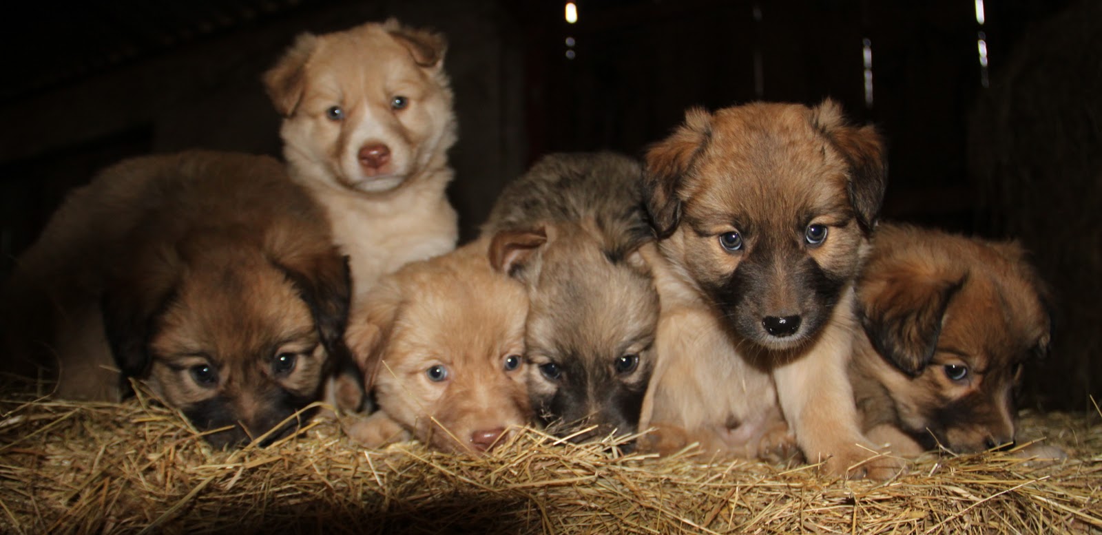 Basque Shepherd Puppies - Puppy Dog Gallery