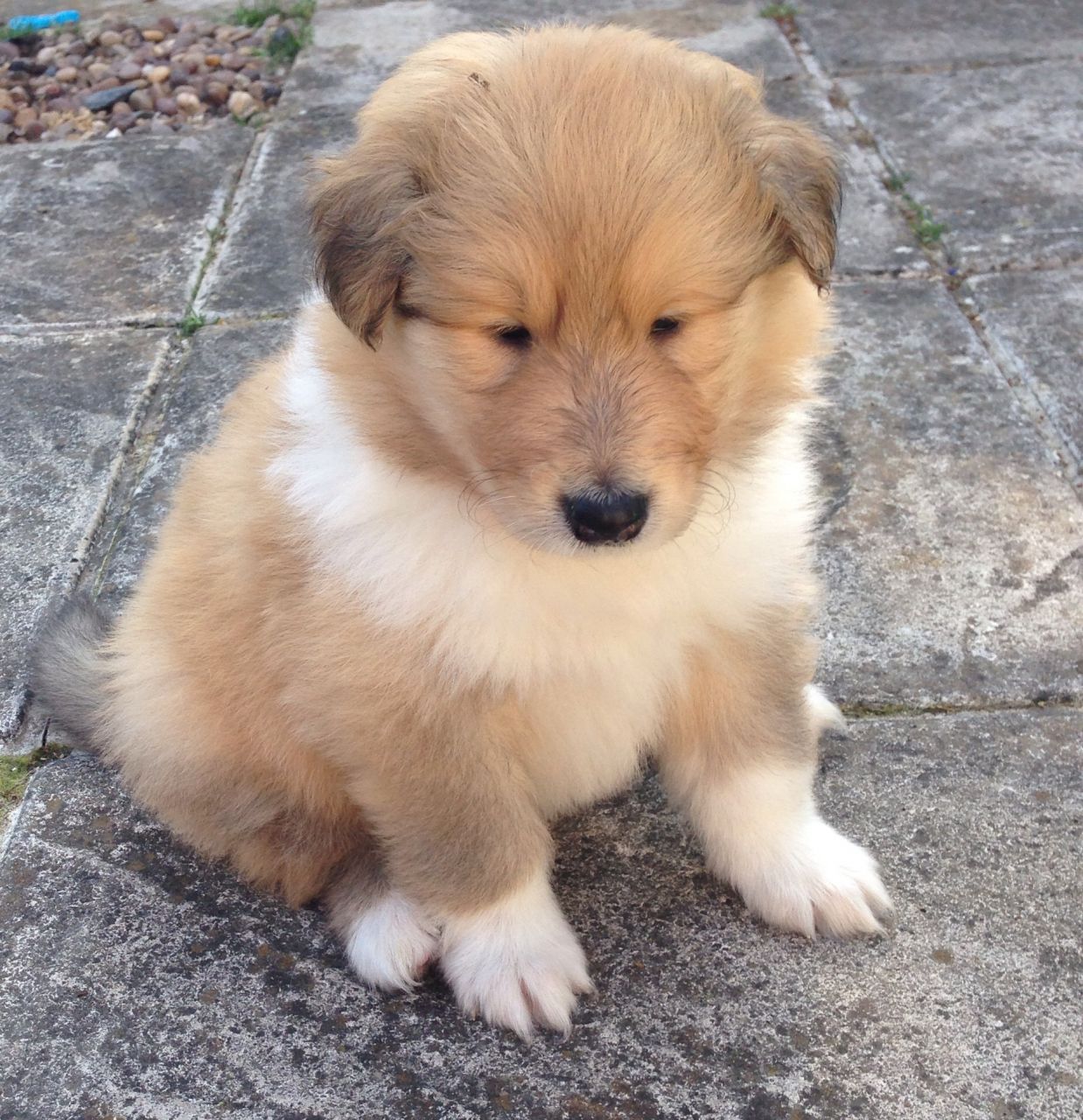 long haired collie puppy