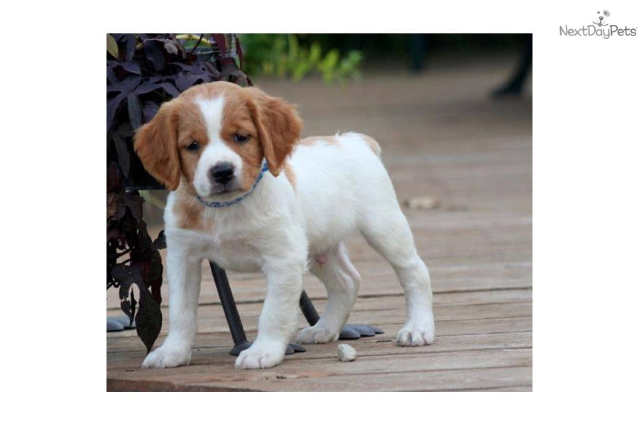 french brittany puppies for sale