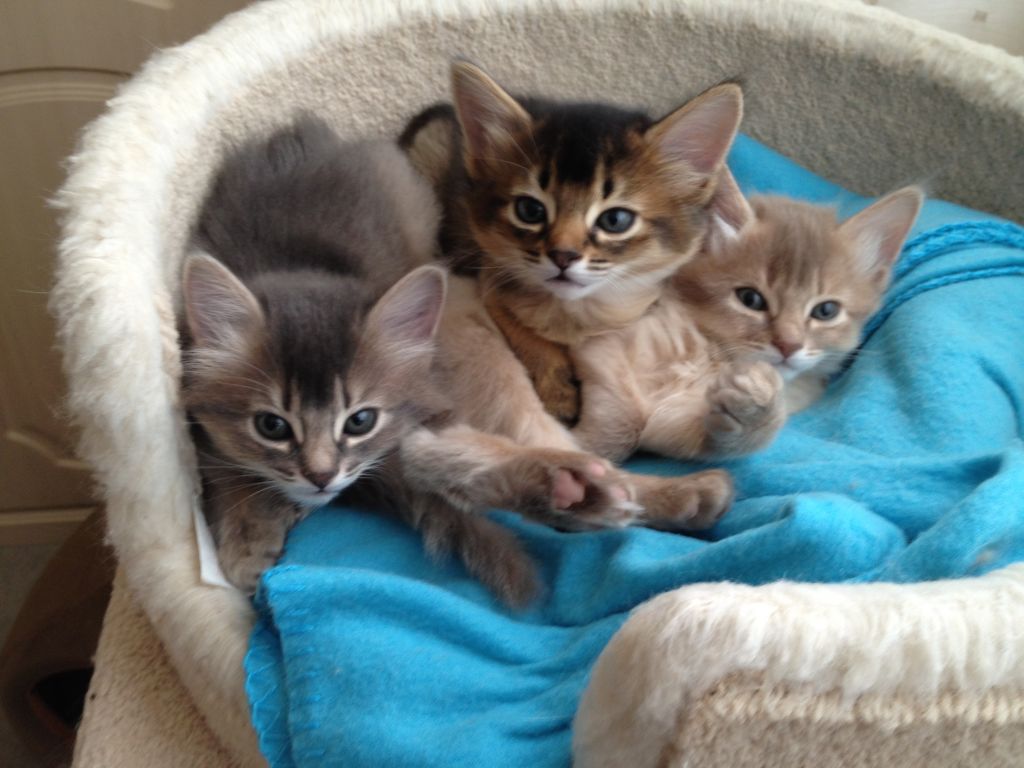 Sam Sawet Kitten: Sam Somali Kittens Breed